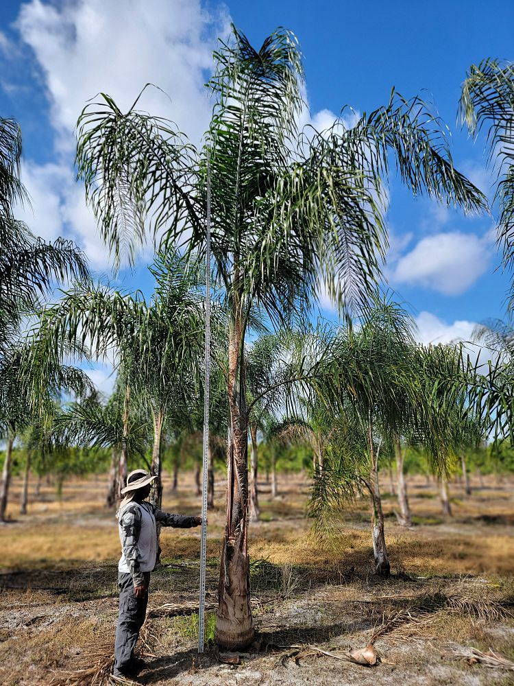 syagrus-romanzoffiana-queen-palm-cocos-plumosa