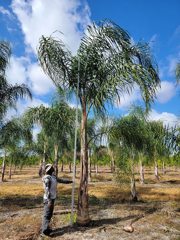 syagrus-romanzoffiana-queen-palm-cocos-plumosa