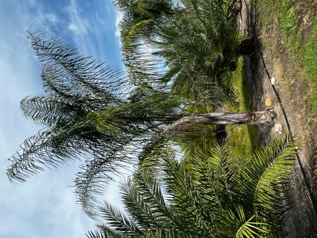 syagrus-romanzoffiana-queen-palm-cocos-plumosa