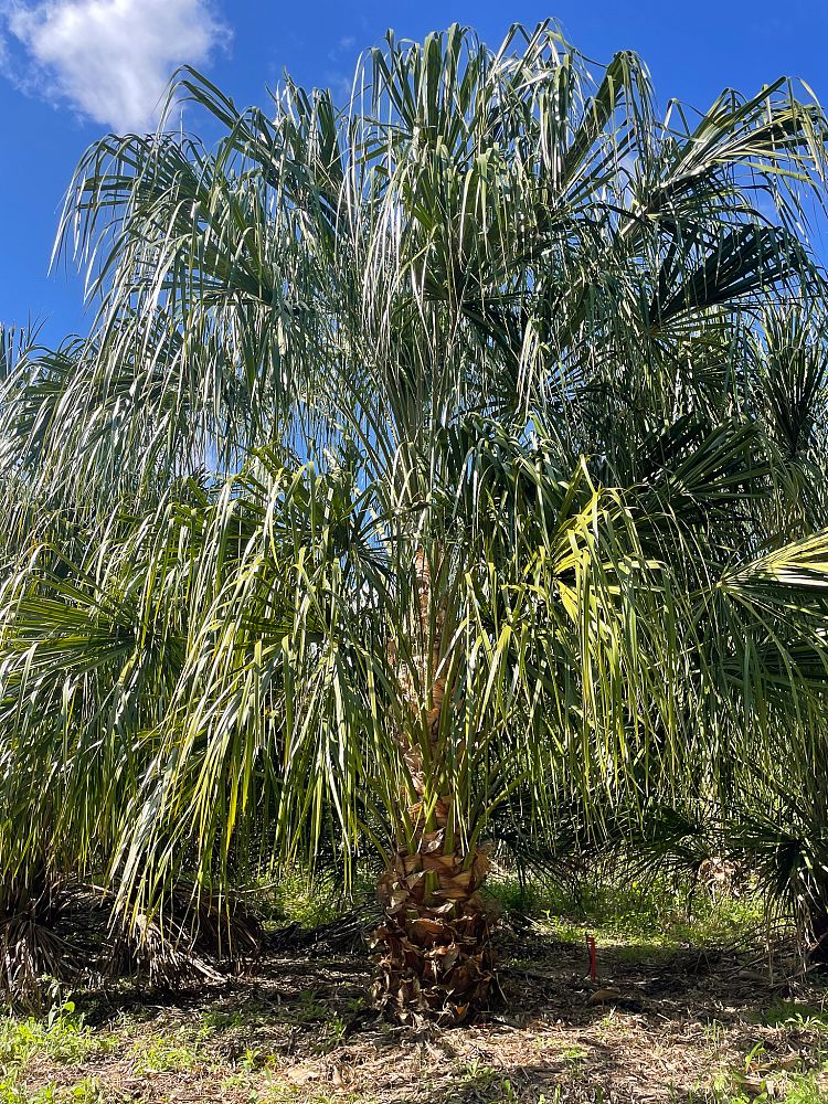 syagrus-romanzoffiana-queen-palm-cocos-plumosa