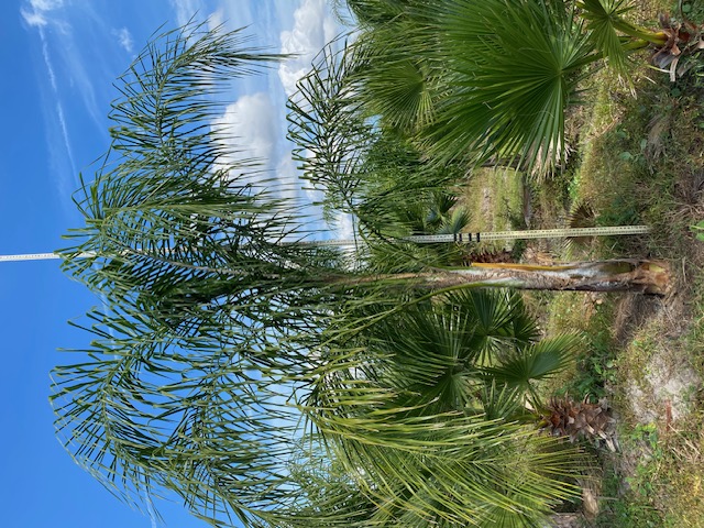syagrus-romanzoffiana-queen-palm-cocos-plumosa