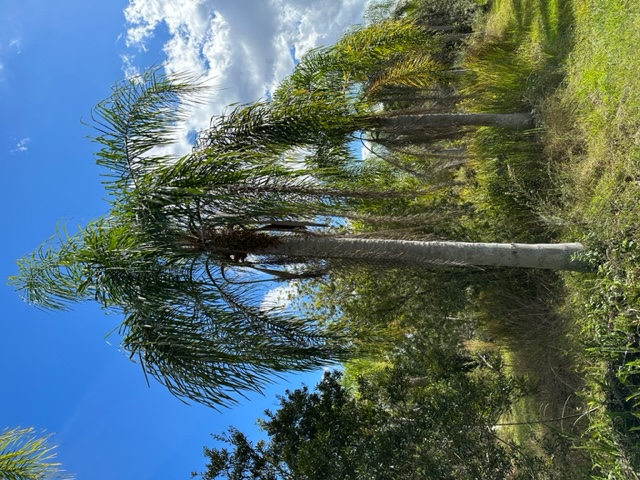 syagrus-romanzoffiana-queen-palm-cocos-plumosa