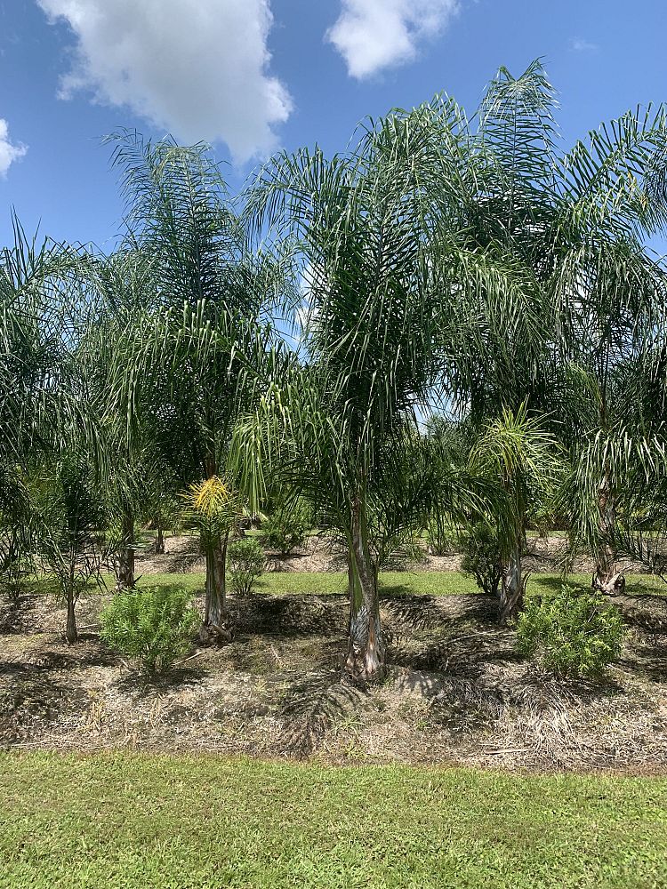 syagrus-romanzoffiana-queen-palm-cocos-plumosa