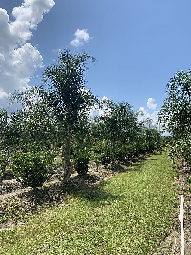 syagrus-romanzoffiana-queen-palm-cocos-plumosa