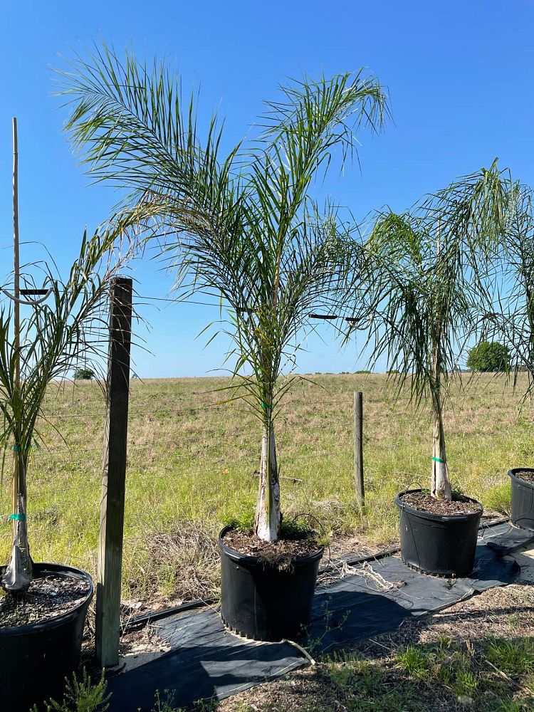 syagrus-romanzoffiana-queen-palm-cocos-plumosa
