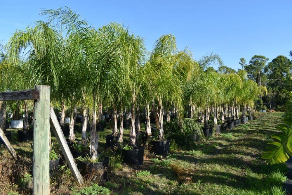 syagrus-romanzoffiana-queen-palm-cocos-plumosa