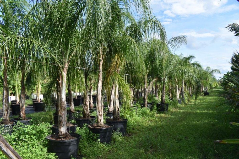 syagrus-romanzoffiana-queen-palm-cocos-plumosa