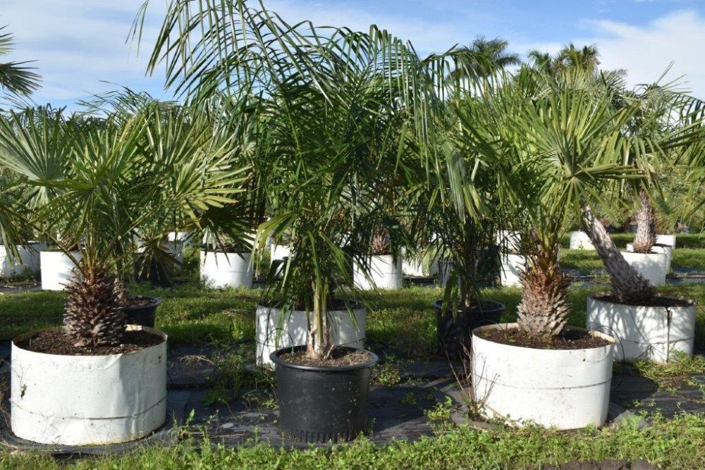 syagrus-romanzoffiana-queen-palm-cocos-plumosa