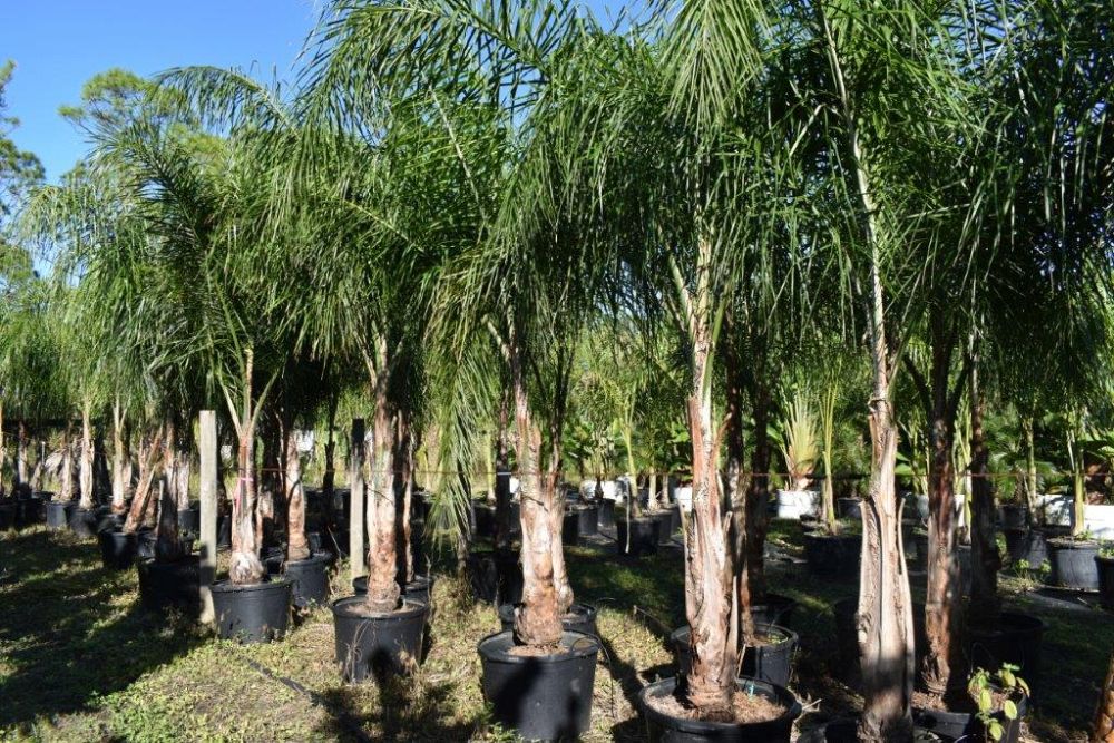 syagrus-romanzoffiana-queen-palm-cocos-plumosa