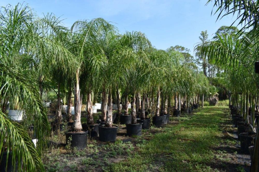 syagrus-romanzoffiana-queen-palm-cocos-plumosa