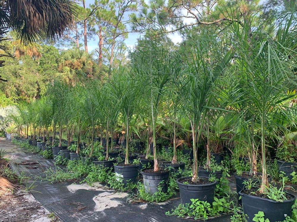 syagrus-romanzoffiana-queen-palm-cocos-plumosa