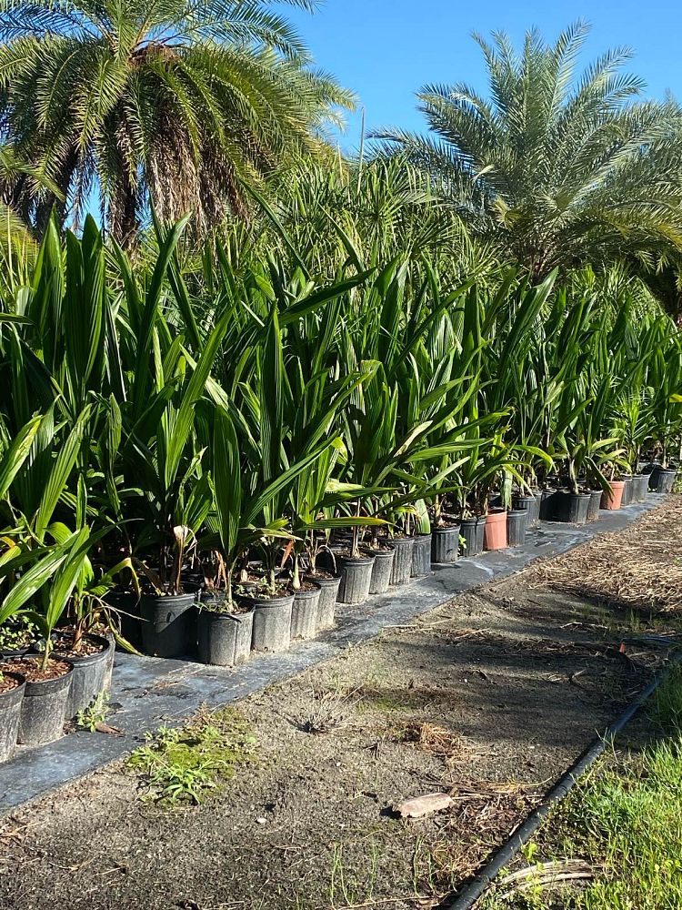 syagrus-romanzoffiana-queen-palm-cocos-plumosa