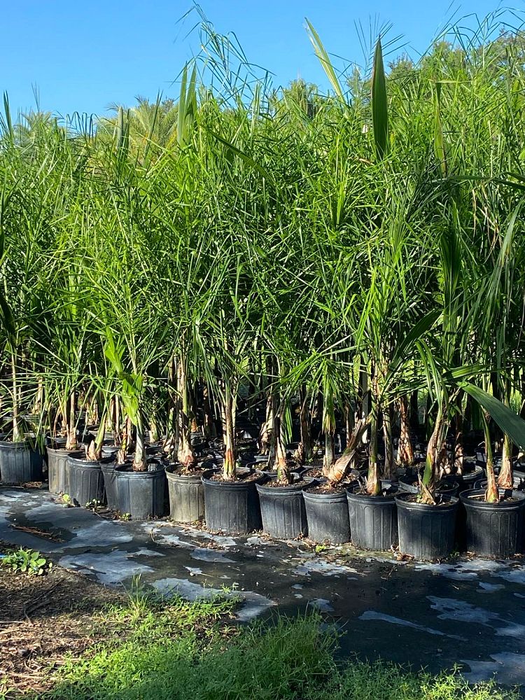 syagrus-romanzoffiana-queen-palm-cocos-plumosa