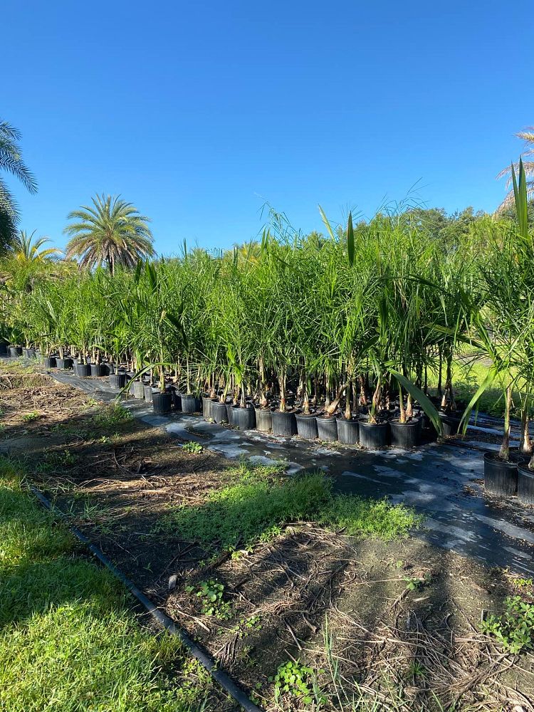 syagrus-romanzoffiana-queen-palm-cocos-plumosa