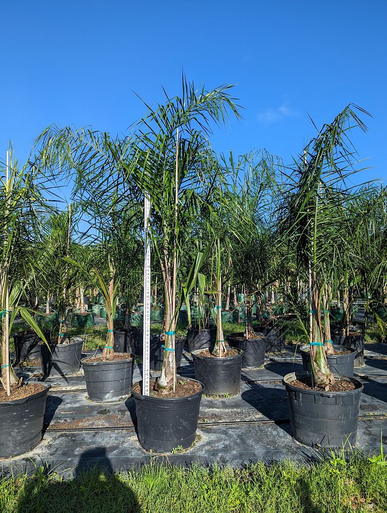 syagrus-romanzoffiana-queen-palm-cocos-plumosa