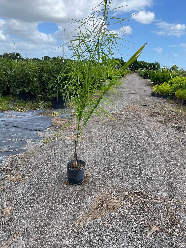 syagrus-romanzoffiana-queen-palm-cocos-plumosa