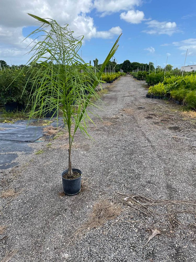 syagrus-romanzoffiana-queen-palm-cocos-plumosa