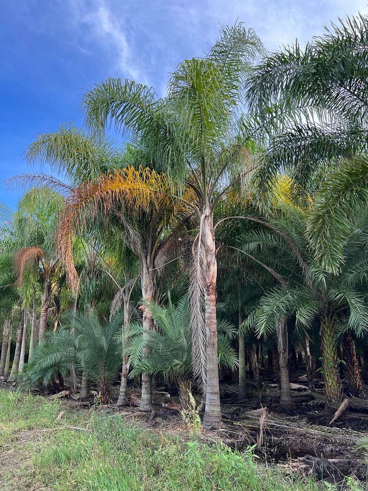 syagrus-romanzoffiana-queen-palm-cocos-plumosa