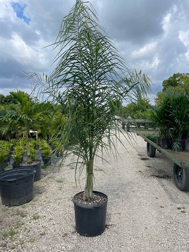 syagrus-romanzoffiana-queen-palm-cocos-plumosa