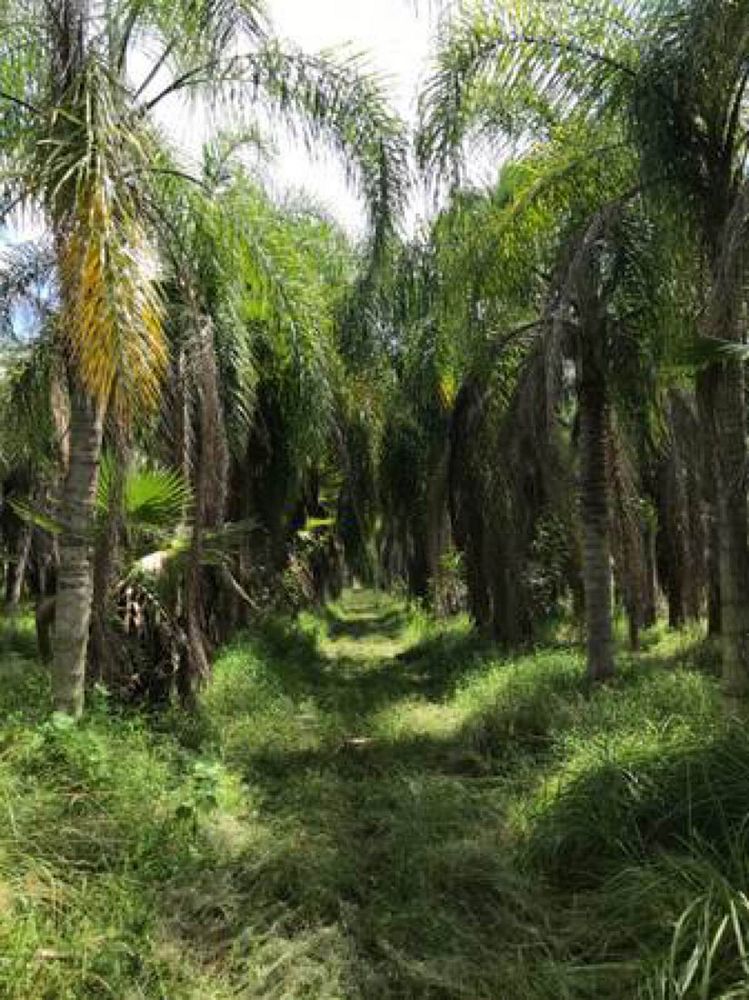 syagrus-romanzoffiana-queen-palm-cocos-plumosa