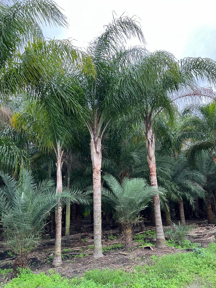 syagrus-romanzoffiana-queen-palm-cocos-plumosa