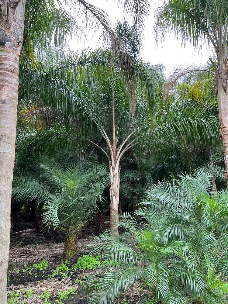 syagrus-romanzoffiana-queen-palm-cocos-plumosa