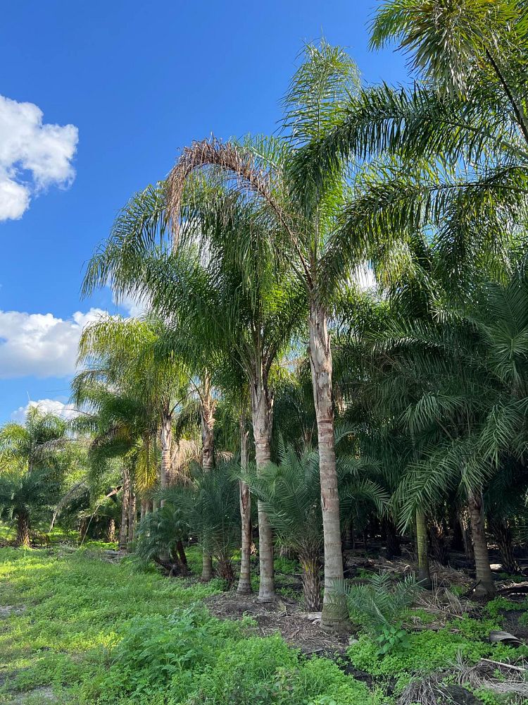 syagrus-romanzoffiana-queen-palm-cocos-plumosa
