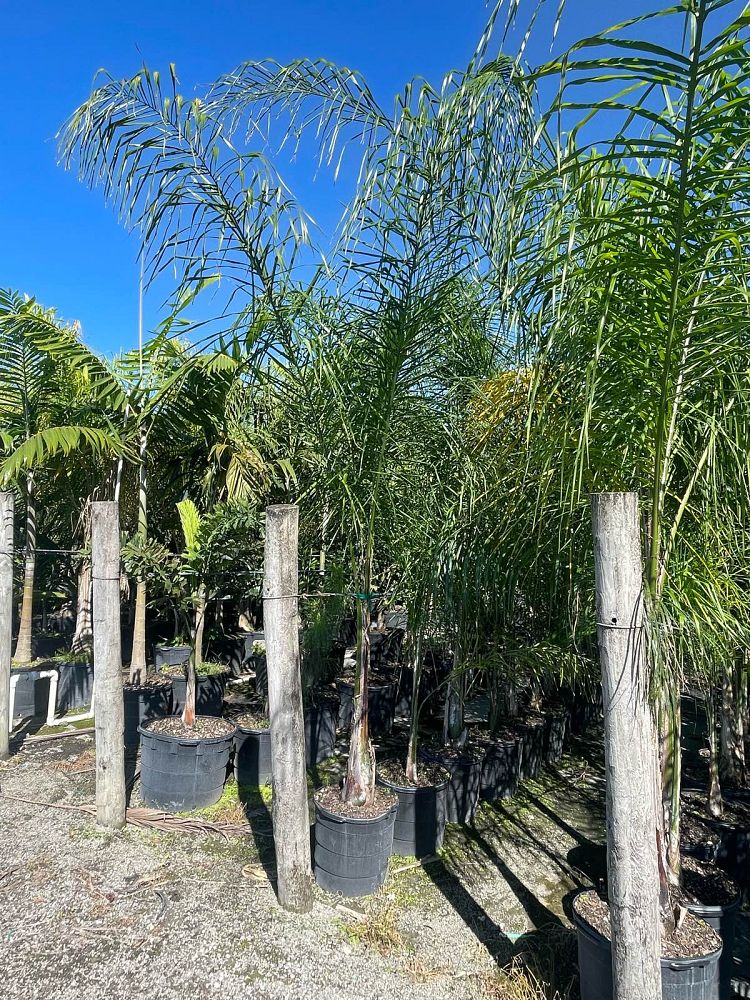 syagrus-romanzoffiana-queen-palm-cocos-plumosa