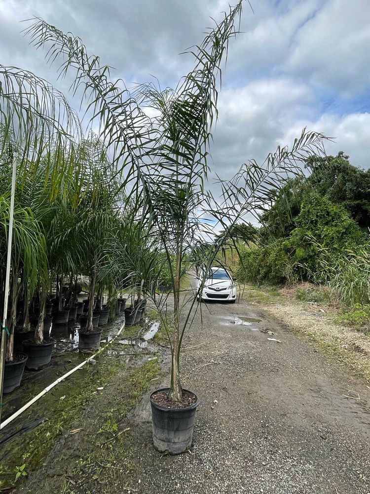 syagrus-romanzoffiana-queen-palm-cocos-plumosa