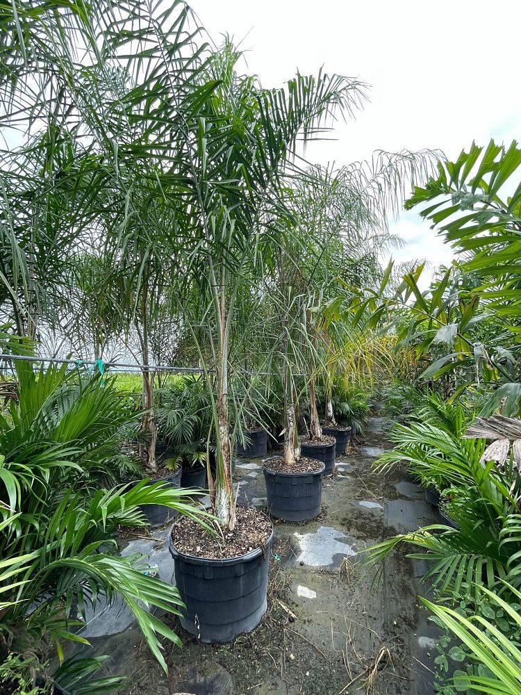 syagrus-romanzoffiana-queen-palm-cocos-plumosa