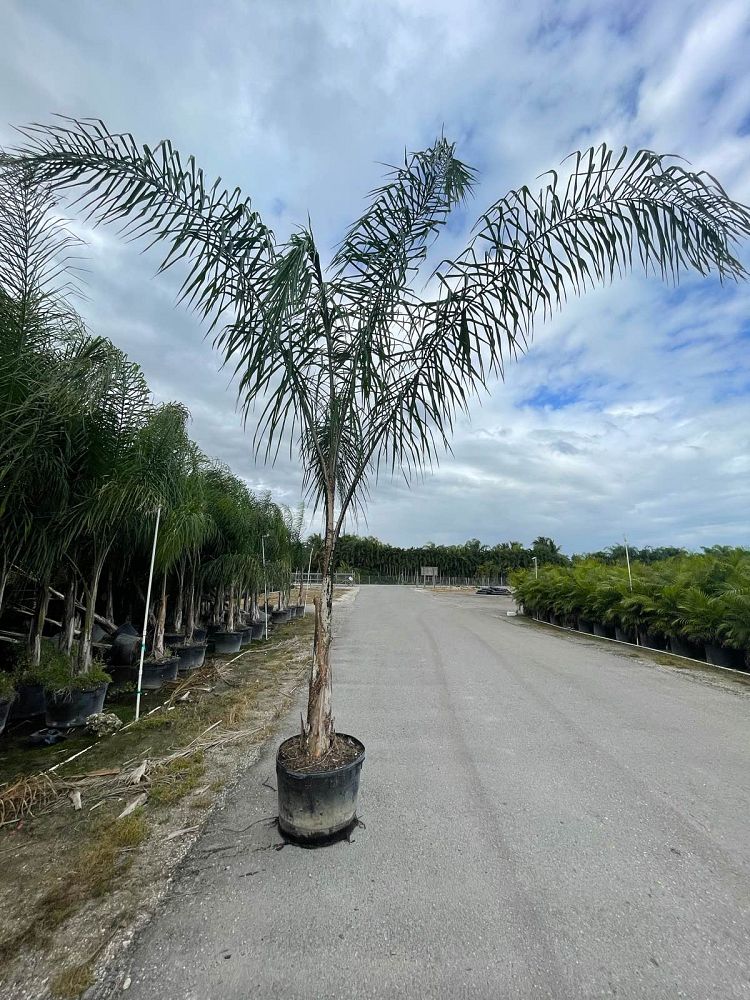 syagrus-romanzoffiana-queen-palm-cocos-plumosa