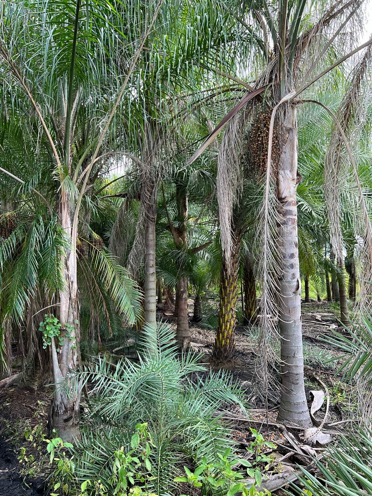 syagrus-romanzoffiana-queen-palm-cocos-plumosa