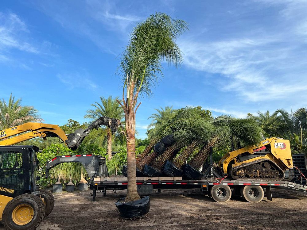 syagrus-romanzoffiana-queen-palm-cocos-plumosa