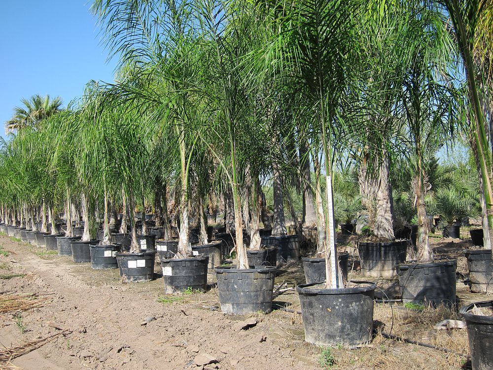 syagrus-romanzoffiana-queen-palm-cocos-plumosa