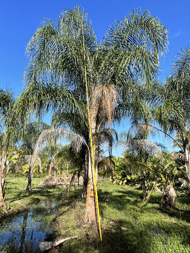 syagrus-romanzoffiana-queen-palm-cocos-plumosa