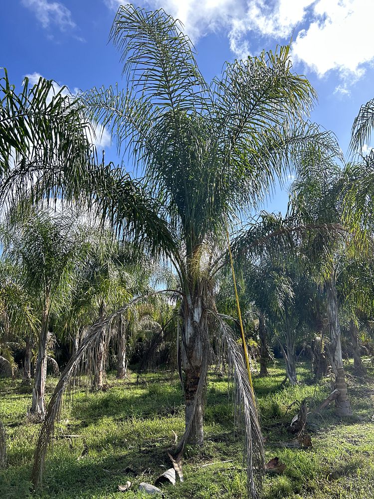 syagrus-romanzoffiana-queen-palm-cocos-plumosa