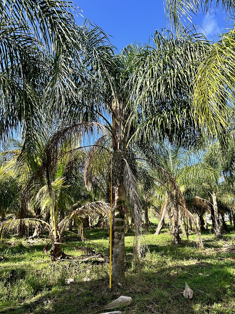 syagrus-romanzoffiana-queen-palm-cocos-plumosa