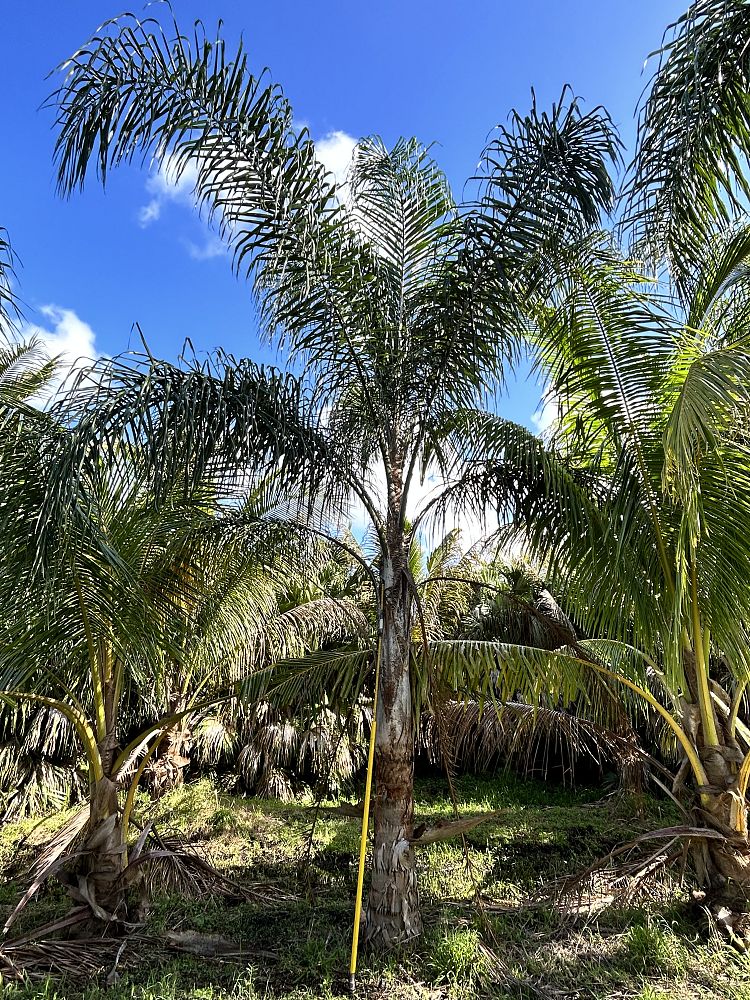syagrus-romanzoffiana-queen-palm-cocos-plumosa