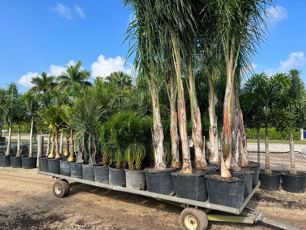 syagrus-romanzoffiana-queen-palm-cocos-plumosa