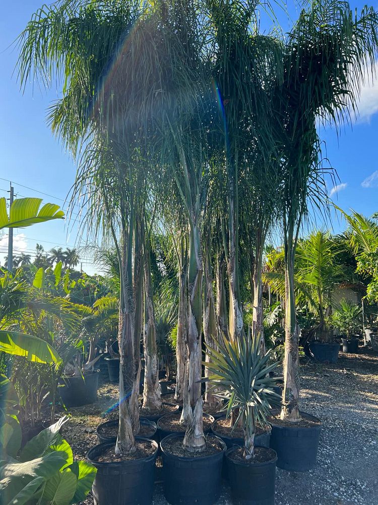 syagrus-romanzoffiana-queen-palm-cocos-plumosa