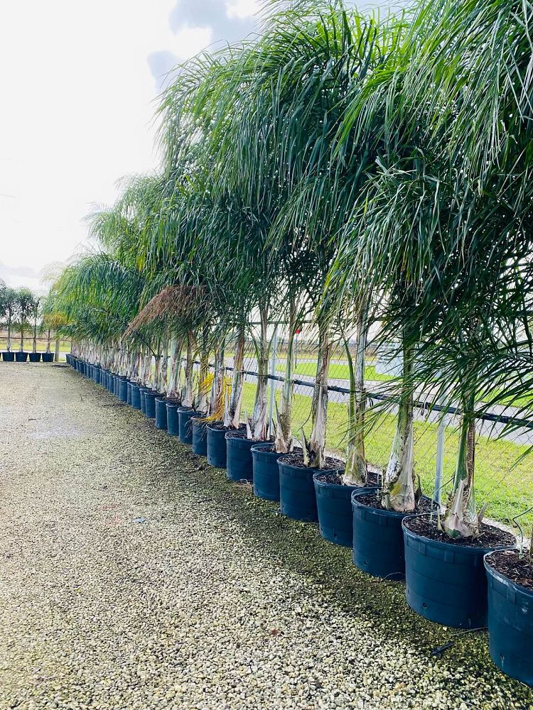 syagrus-romanzoffiana-queen-palm-cocos-plumosa