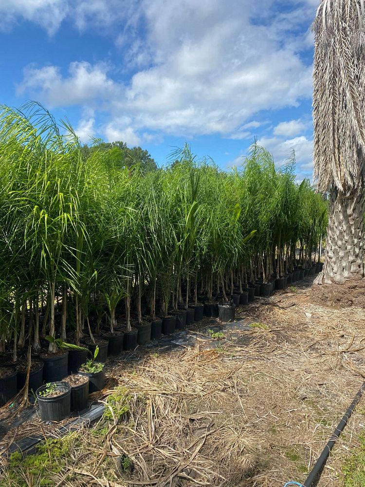 syagrus-romanzoffiana-queen-palm-cocos-plumosa