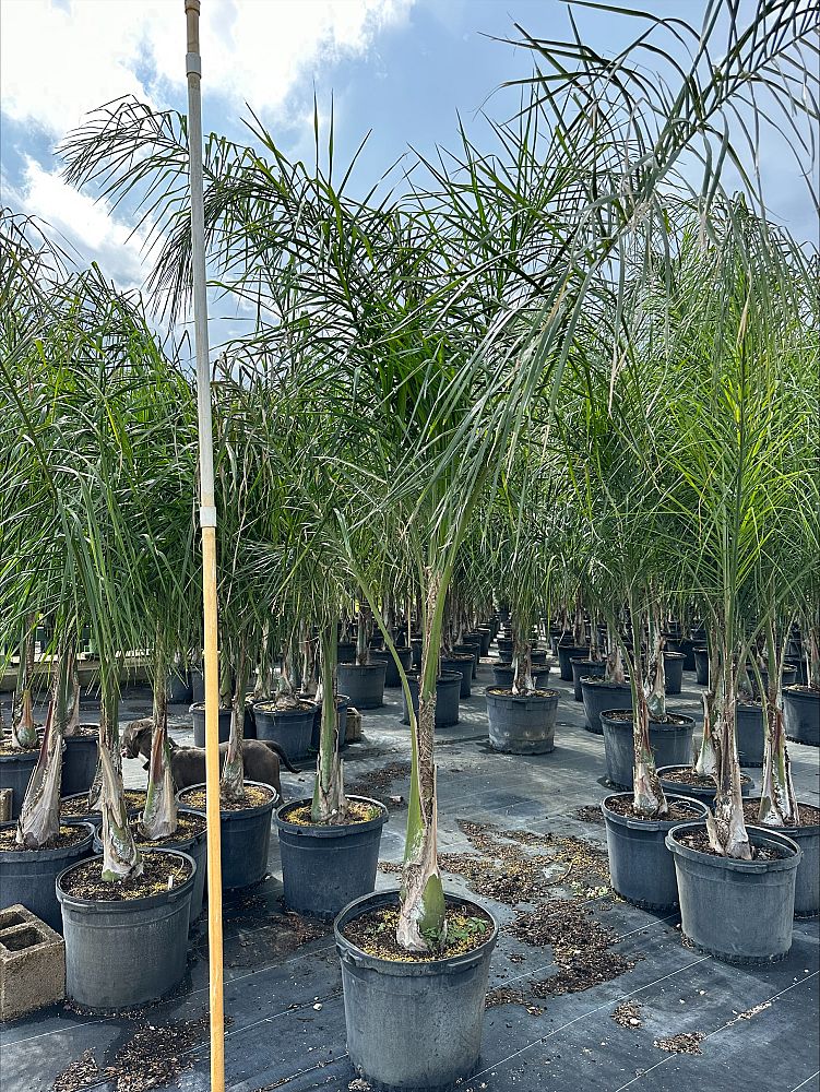 syagrus-romanzoffiana-queen-palm-cocos-plumosa