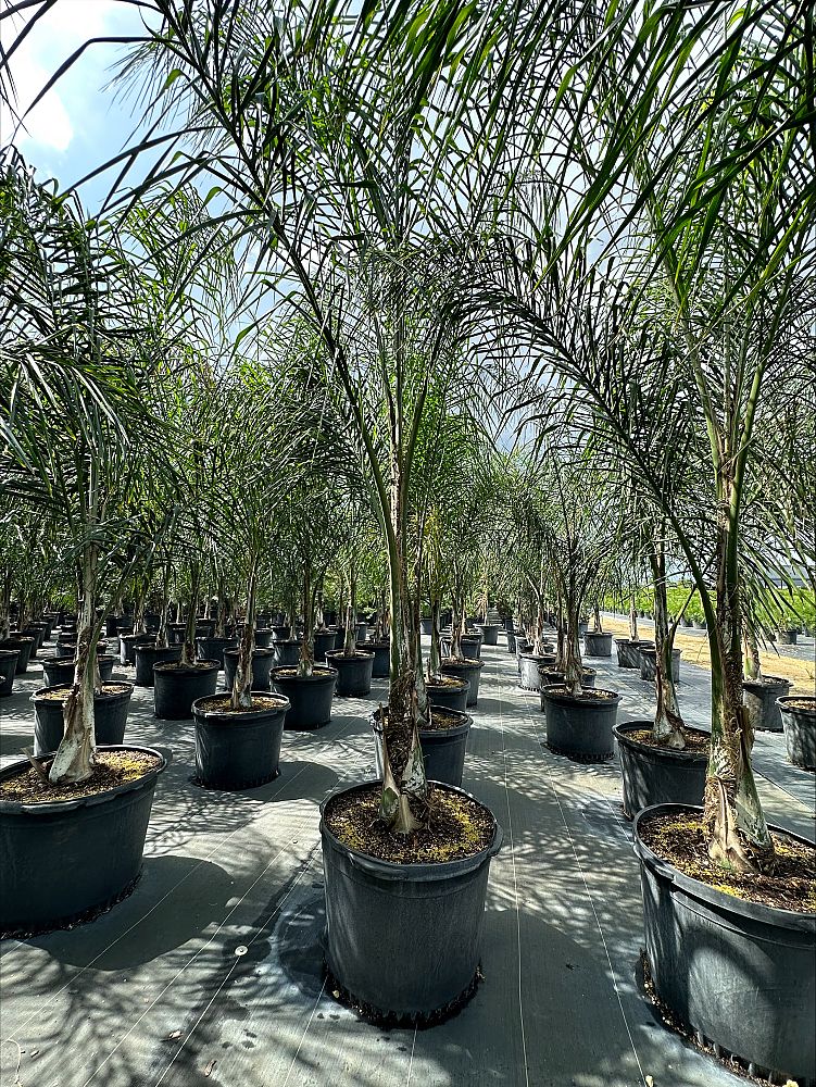 syagrus-romanzoffiana-queen-palm-cocos-plumosa
