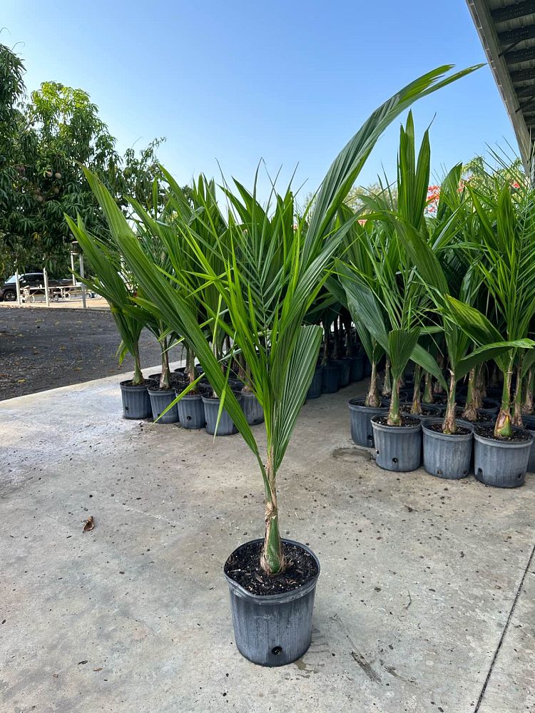syagrus-romanzoffiana-queen-palm-cocos-plumosa