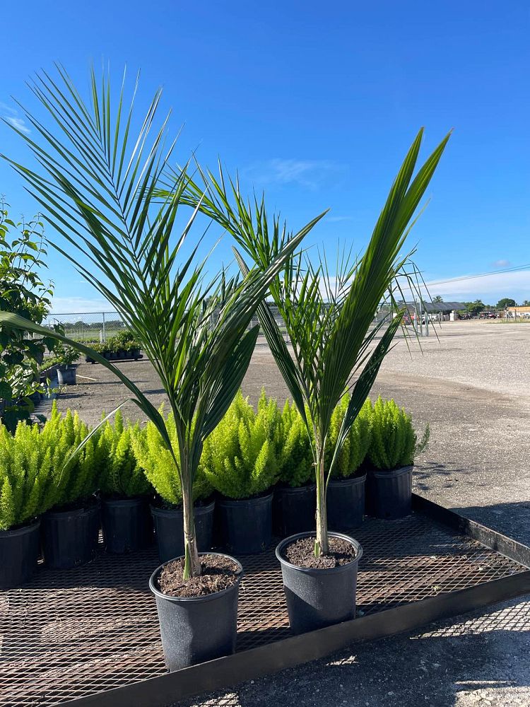 syagrus-romanzoffiana-queen-palm-cocos-plumosa