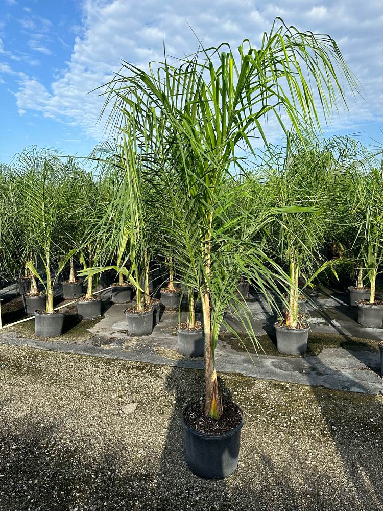 syagrus-romanzoffiana-queen-palm-cocos-plumosa