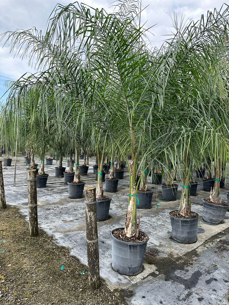 syagrus-romanzoffiana-queen-palm-cocos-plumosa