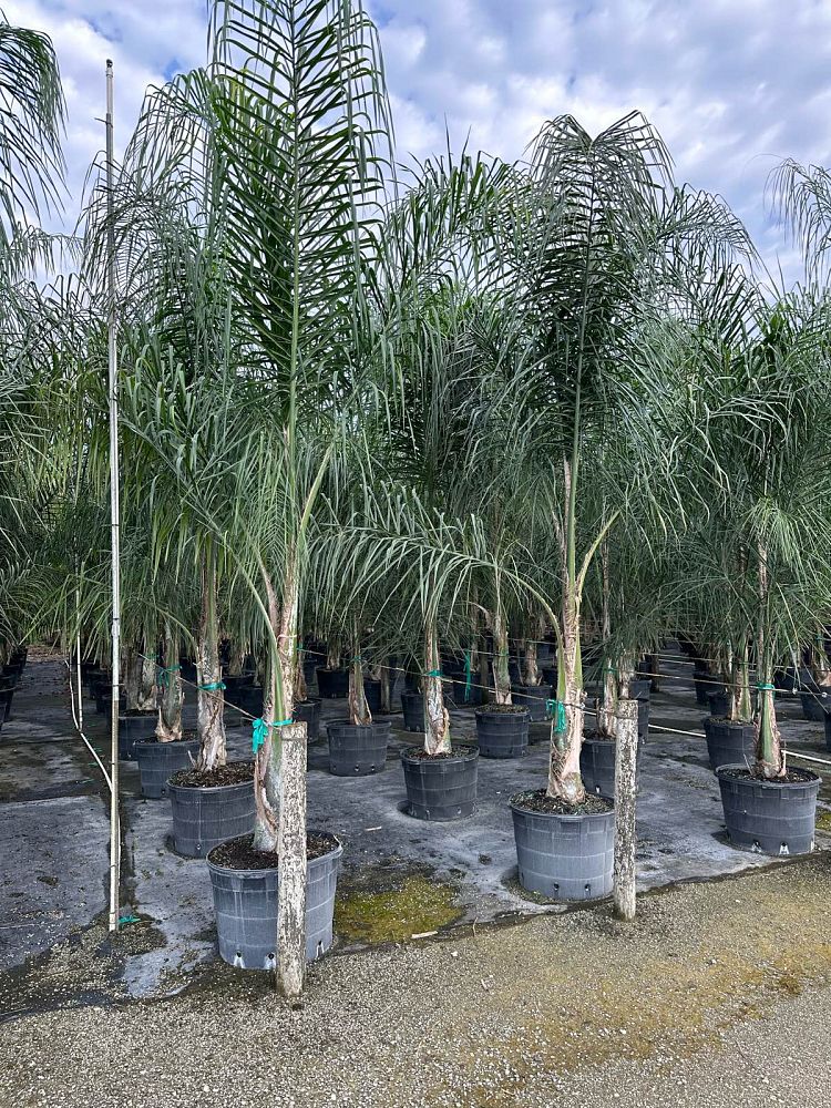 syagrus-romanzoffiana-queen-palm-cocos-plumosa