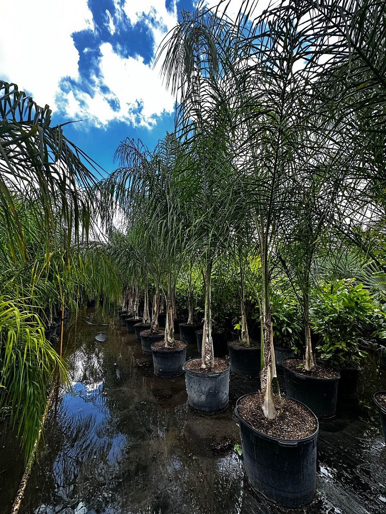 syagrus-romanzoffiana-queen-palm-cocos-plumosa